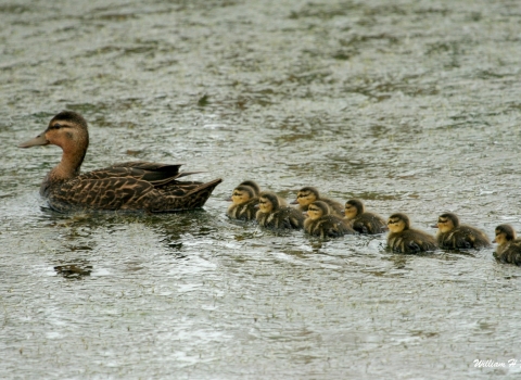 Mottled Duck swimming followed by ducklings