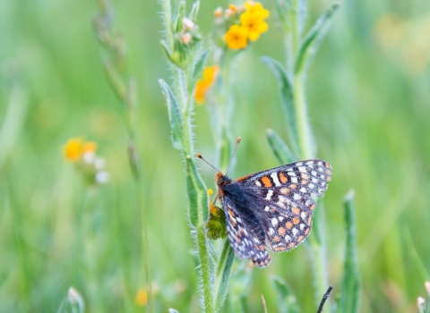 Butterfly rests on tall flowering plant.