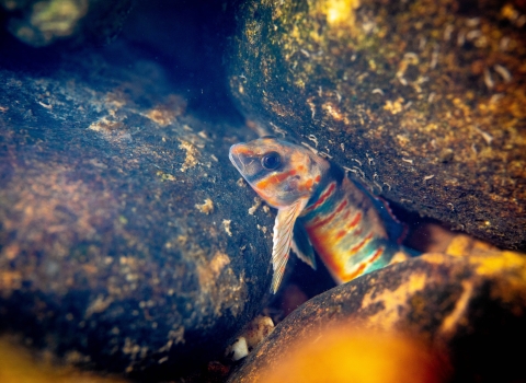 A blue, white, and red-orange fish hiding in between rocks 