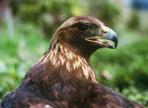 Golden eagle upper body seen from behind with eagle head turned to the right looking at the camera