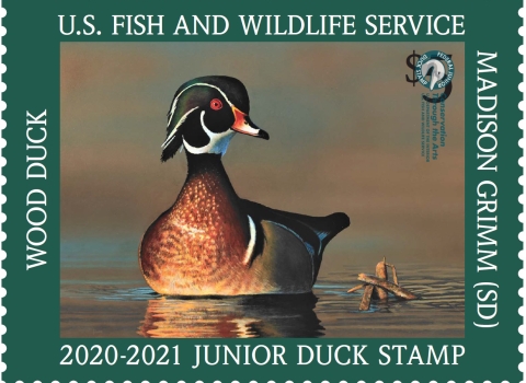 Junior Duck Stamp with a wood duck resting on water