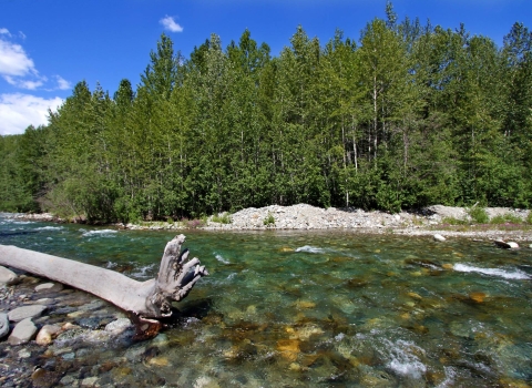 a clear creek with trees in the background