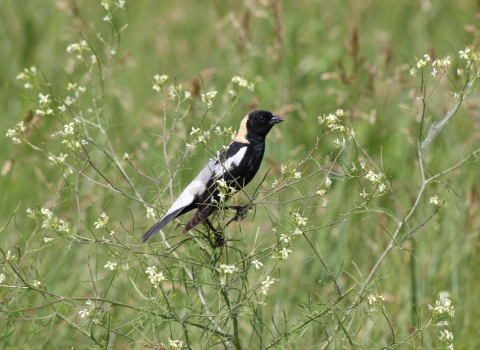 Bobolink resting on plant at Lacreek NWR