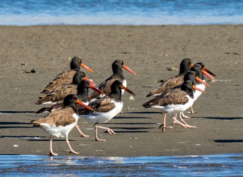 A group of American oystercatchers standing on the beach