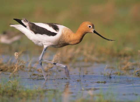 American avocet wading in wetland