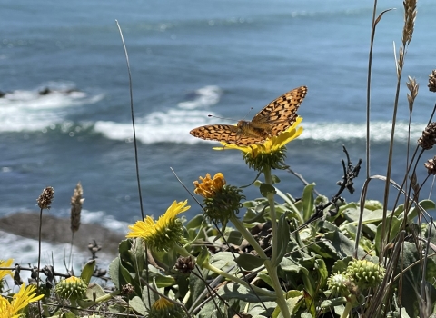 Photo of Behren's silverspot butterfly