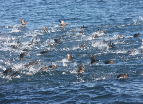 Black scoters in the water