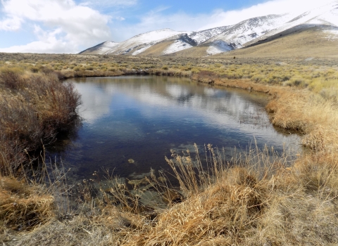 One of Ruby Lake's many Spring Ponds