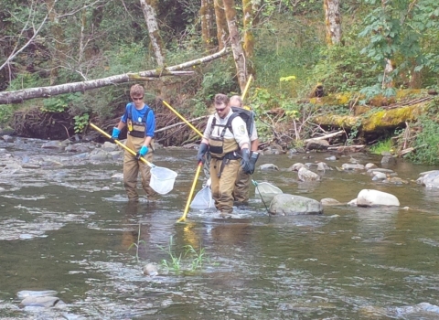 Differences Between Pacific Salmon Reared in a Hatchery vs. the Wild