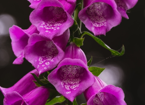 fox glove