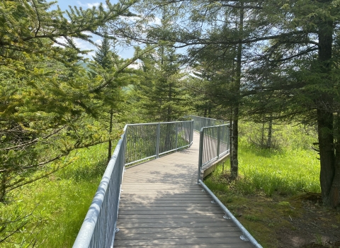 Freeland Boardwalk Trail