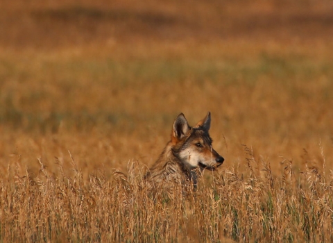 A gray wolf sitting in dried grass. Only the head and shoulders are visible.