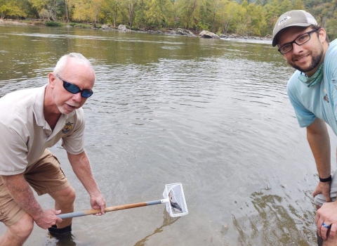 Edenton NFH staff member and NC Wildlife Resources Commission staff member release lake sturgeon using net into French Broad River, NC