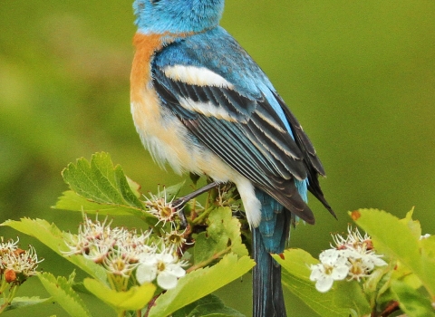 A blue, black, and brown bird is perched on a shrub