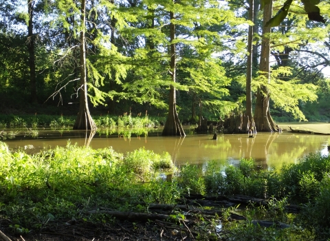 A waterway surrounded by vegetation