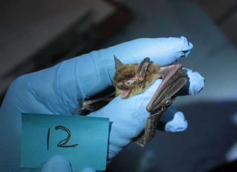 hand with blue glove holding a northern long-eared bat identified as bat number 12