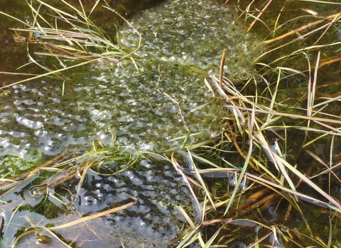 OSF egg masses east slough