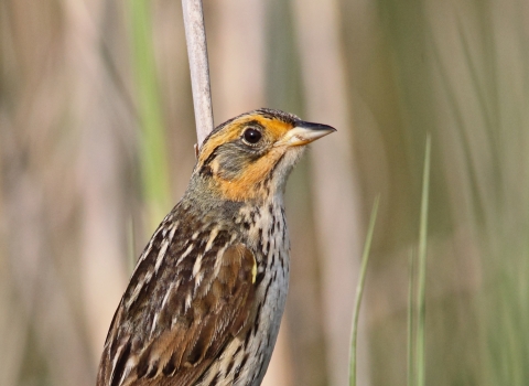 Saltmarsh sparrow