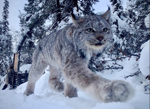 Lynx Walking