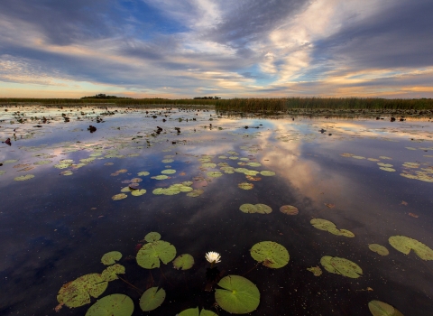 Expansive body of water with water lilies, bordered by trees in the distance