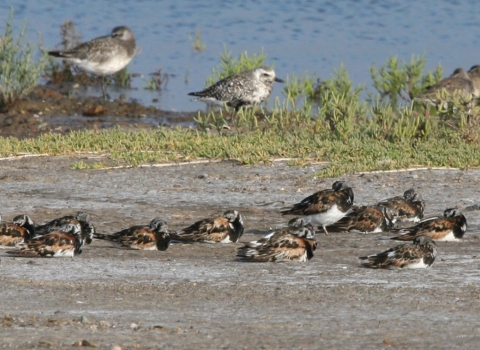 Shorebirds on marsh