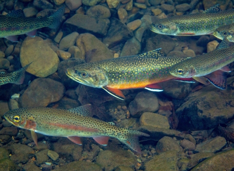 Seven Brook Trout fish swimming in water with rocks underneath them 