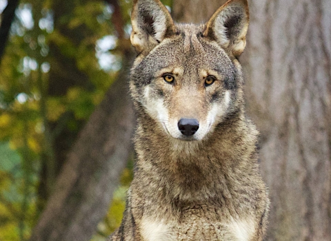 Captive wolf stands on rock with trees in background.