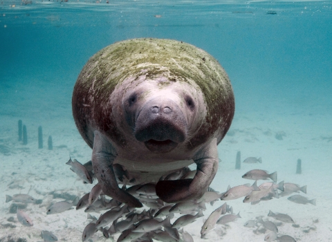 Florida manatee swims in shallow water toward camera.