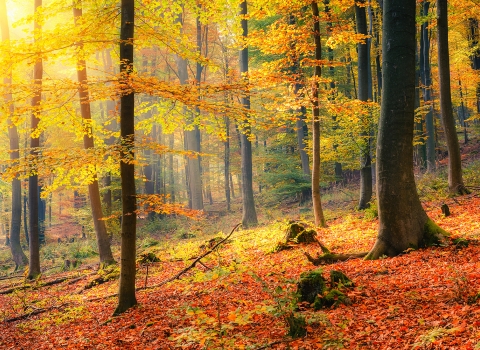 forest with fall leaves on ground