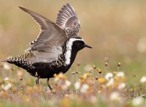 close up photo of a black, white and speckled bird standing with its wings raised