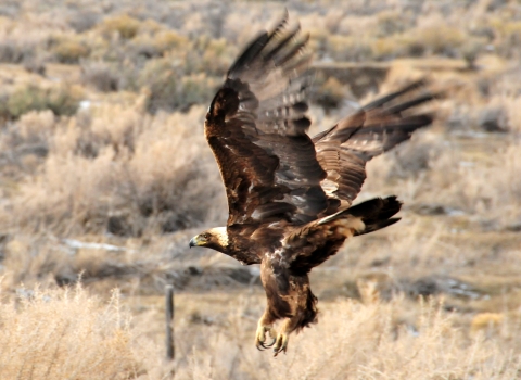 Golden Eagle flies low over sagebrush steppe of Wyoming.