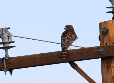 Hawk on Powerline Pahranagat NWR