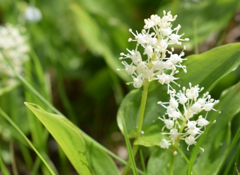 Canada Mayflower