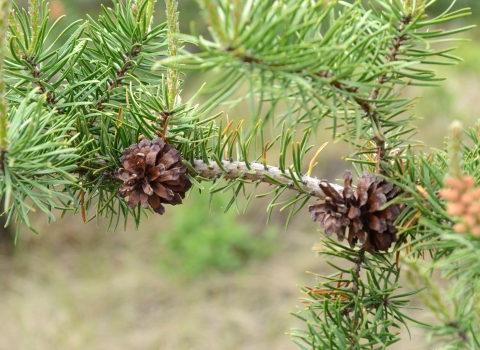 Jack Pine