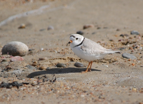 Piping plover