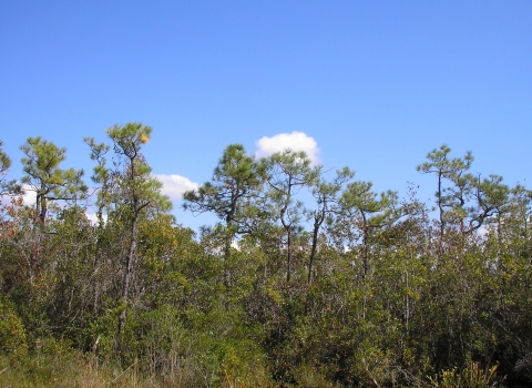 Short, gnarled pine trees grow above a dense layer of diverse shrubs, with a pitcher plant visible in the foreground