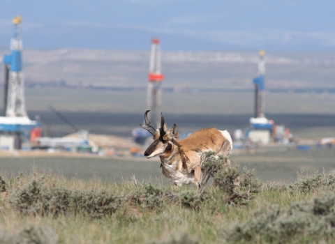 Pronghorn running through sagebrush with natural gas field facility in background.