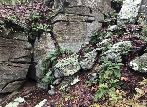 Craggy bedrock and ferns 