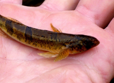 Snail darter in hand.