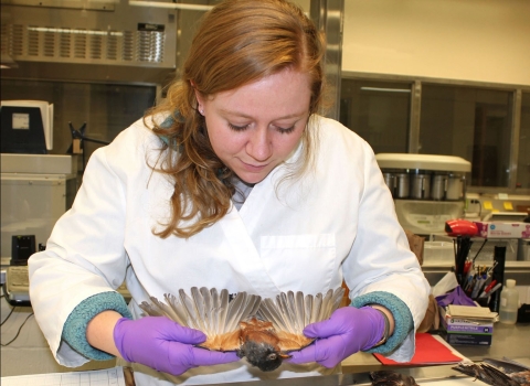 close-shot of Forensic Ornithologist Ariel Gaffney examining on an American robin.