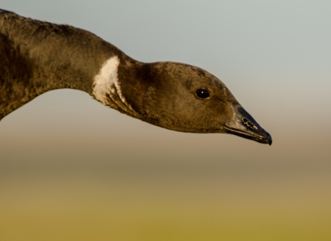 Head shot of goose with black head and beak and white ring of feathers around neck