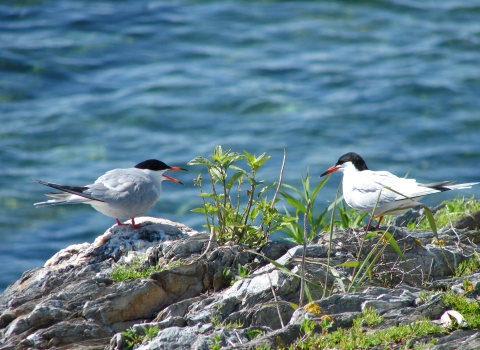 Common terns