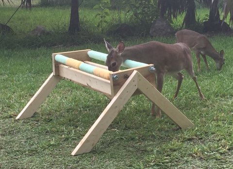 A small deer visits a feeder while another grazes in the background.