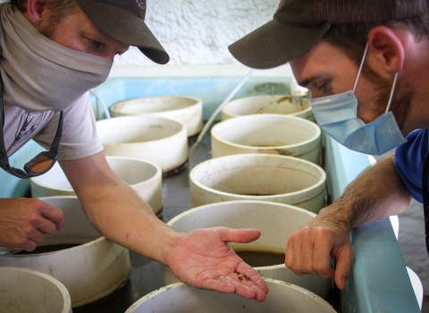 Biologists visually inspect juvenile mussels