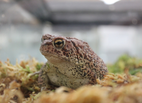 Photo of a captive held Houston Toad in its enclosure staring through the clear plastic walls at the camera