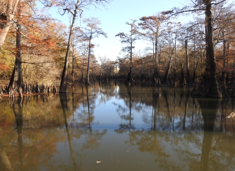 Jones Lake Cypress in the Fall