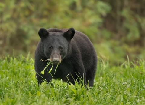 A large adult black bear plodding across a grassy field with vegetation in its mouth