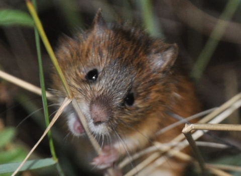 New Mexico meadow jumping mouse feeding on grass