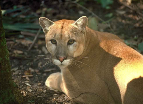 Florida Panther