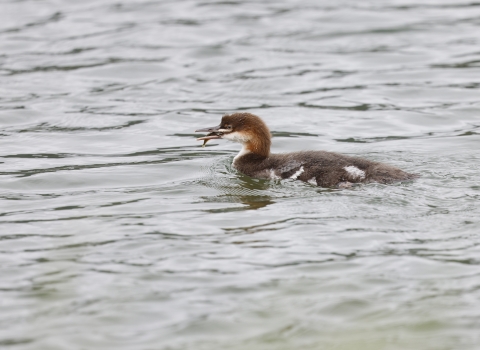 A photo of a merganser